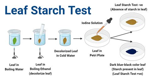 iodine vs starch protocol